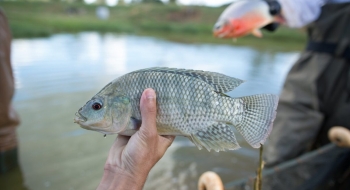 Goiás inclui tilápia no Programa de Aquisição de Alimentos